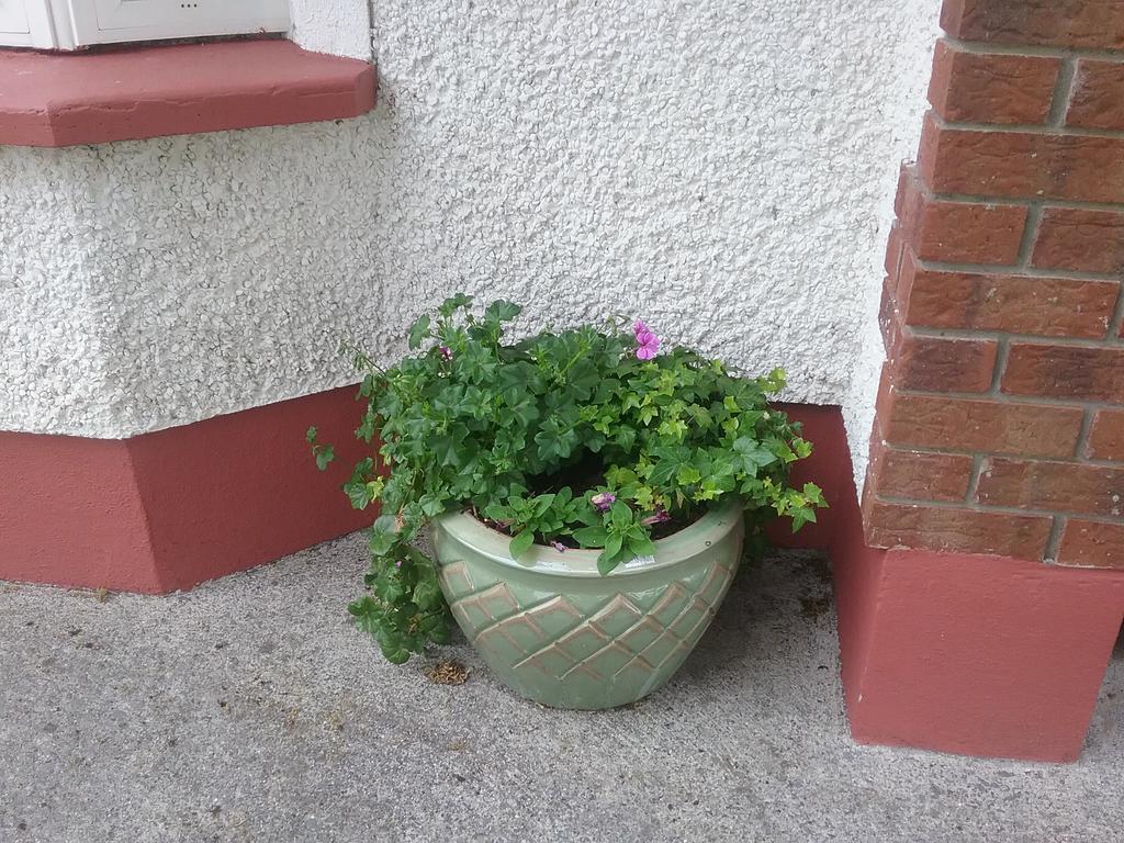 Rocksberry Bed & Breakfast Castlebar Exteriör bild