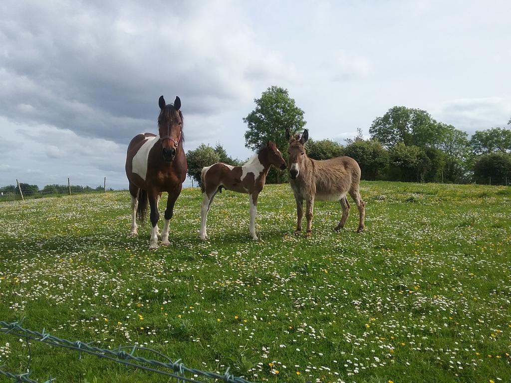 Rocksberry Bed & Breakfast Castlebar Exteriör bild